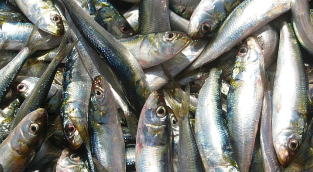 Are sardine fish good for health?