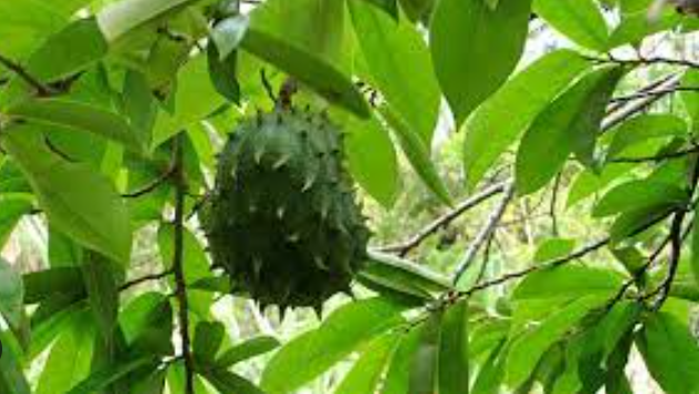 15 health benefits of soursop leaves