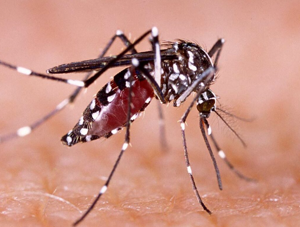 warning signs of dengue fever