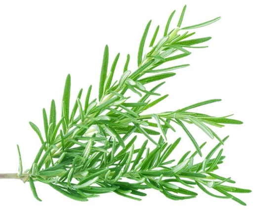 Rosemary leaves for hair growith
