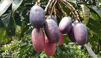 health benefits of african pear